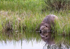 Russia Blames NATO for Plague of Invading Beavers