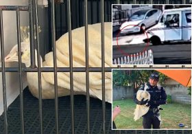 LA mailman caught attacking beloved neighborhood peacock — sparking fury from locals