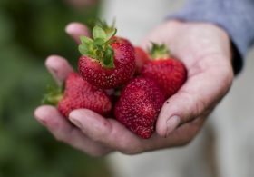 Hot Take: No White Nationalist Is Going to Pick Strawberries in 110-Degree Heat