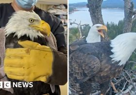 Where is Jackie? Beloved live cam eagle in critical condition