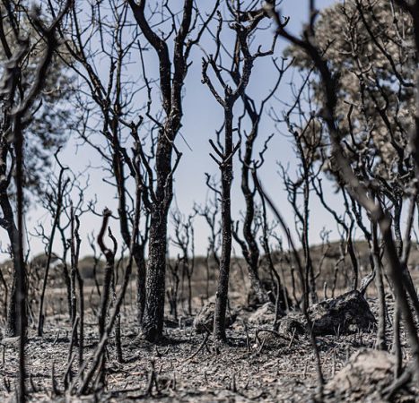 EU faces billions in wildfire costs – FT