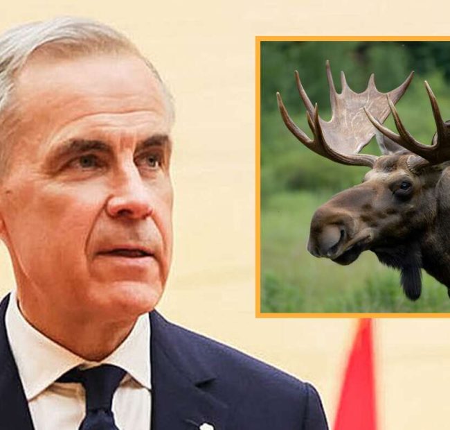 Canada Vows To Retaliate Against Trump With Crippling Moose Tariff