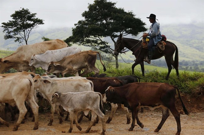 The Common Sense Cowboy: A Mentor for an Authentic Life 6c 245d 4d23 a81a db2493c8b62e