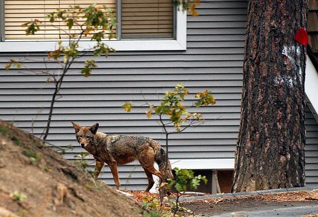 ‘Coyote Condo’: Wild Pack Now Occupies Vacant West Hollywood Site 6d94e