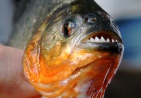 Pennsylvania Piranha Catch: How Did a 2-Pound Piranha End Up in Ridley Park Lake?