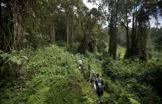 Climate News Worth Celebrating: The Earth Is Getting Greener. 844b 2d4322b14b41