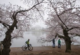 WaPo: Historic Cherry Trees Are Coming Down by the Dozen Thanks to Trump