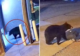 Sneaky black bear caught on camera stealing bag from Colorado fire station
