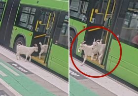 Two sneaky goats try to hitch a ride on public Portland bus during busy morning commute: video