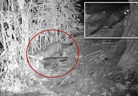 Rare American mink possibly spotted on Long Island for first time in 31 years