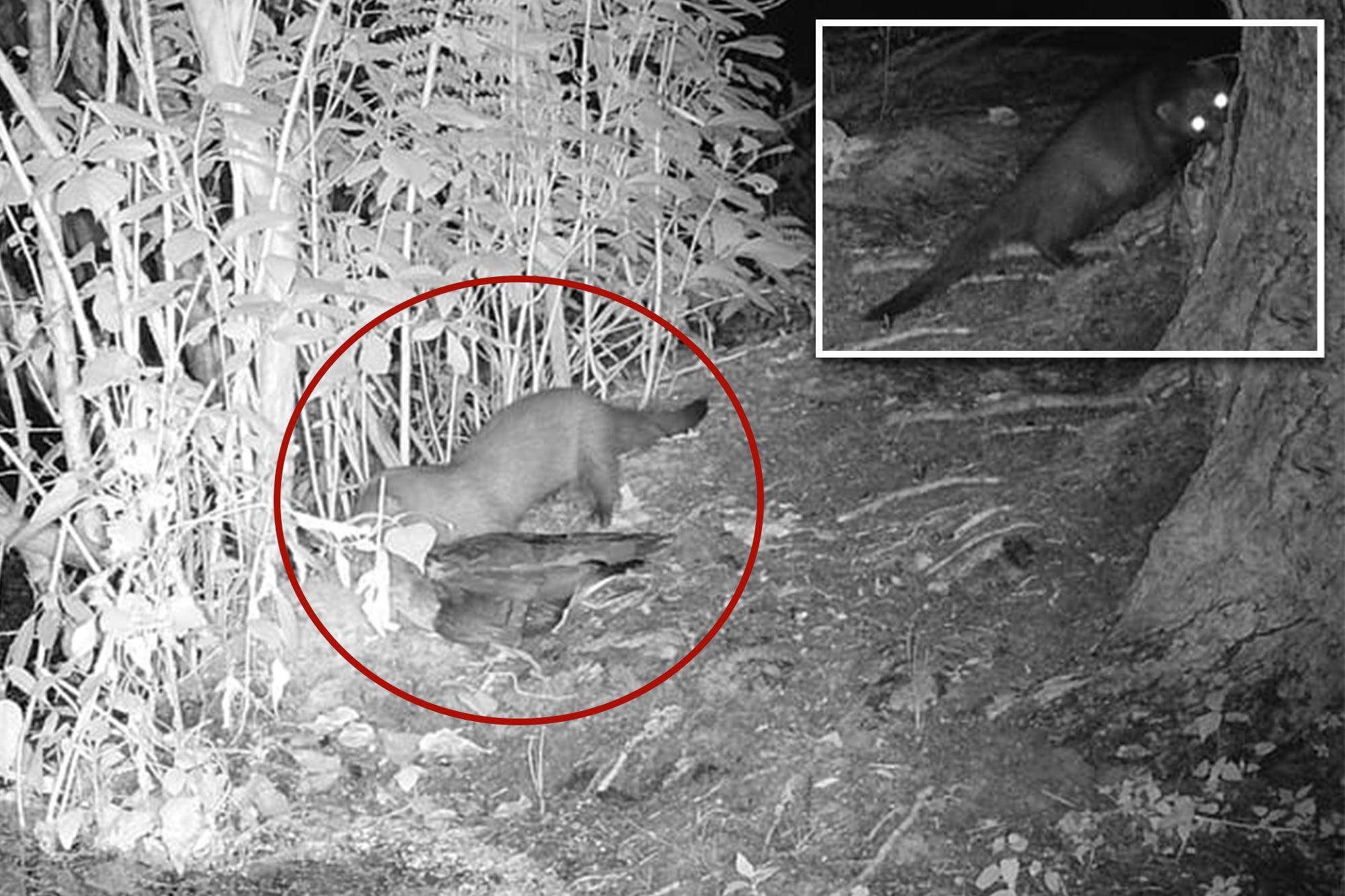 Rare American mink possibly spotted on Long Island for first time in 31 years COMP MINK 1
