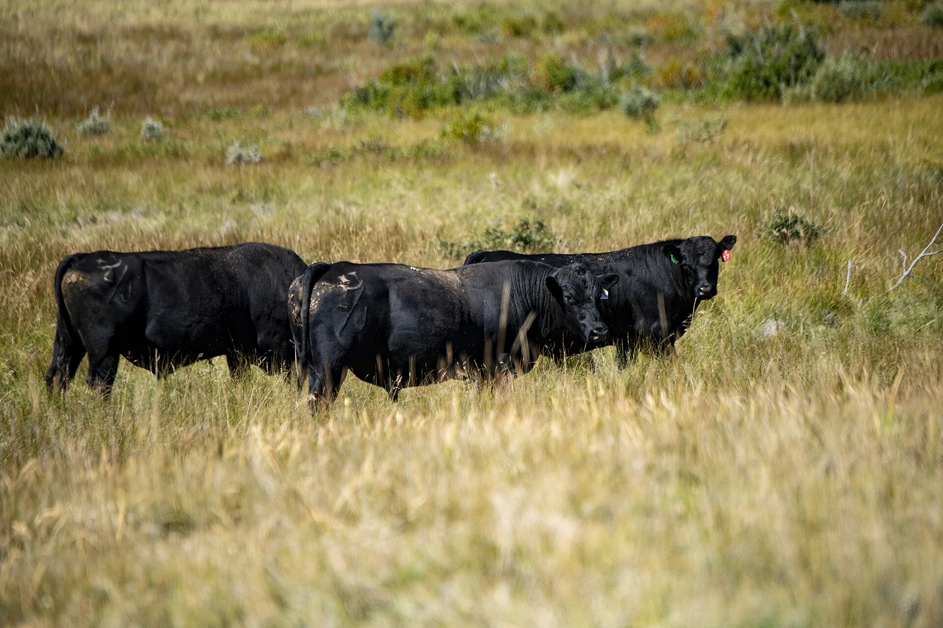 If Trump Wants To Reduce Beef Prices, He Should Help Struggling Farmers Grow Their Herds Cattle