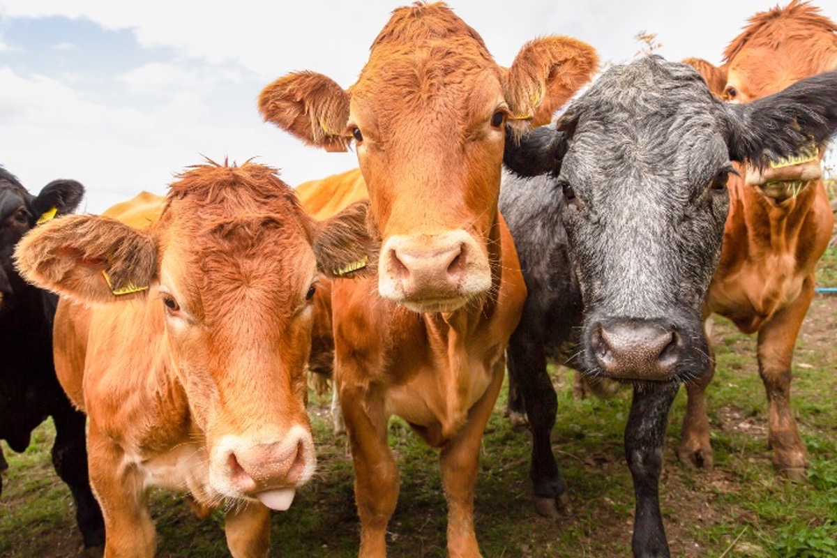 Trump Rejects UN Farm Declaration, Seeks UN “Free Speech” Declaration Cows in UK resized 091825 110423 getty 142137014