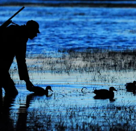 Hunters Cry Fowl Over Trump Review They Fear Could Hammer Duck Populations Nationwide