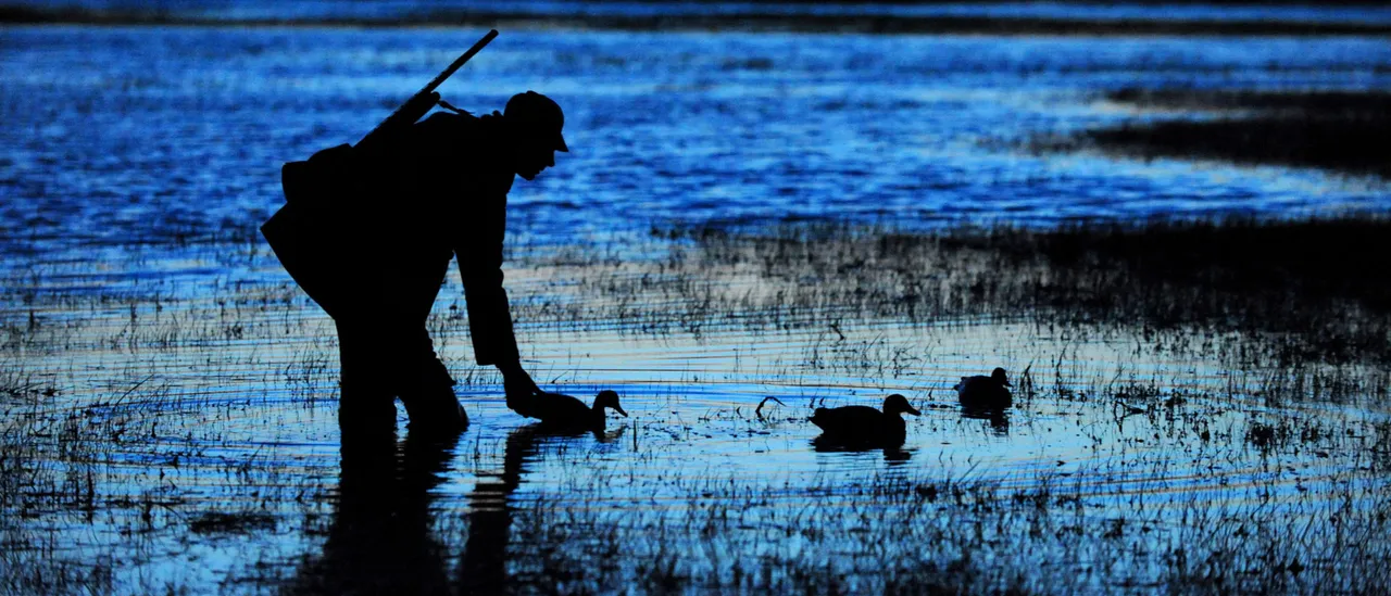 Hunters Cry Fowl Over Trump Review They Fear Could Hammer Duck Populations Nationwide GettyImages 12282916871