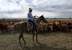 Ranchers, Lawmakers Slam Trump’s Beef Tariff ‘Betrayal’