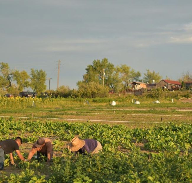 What’s next for the farm bill?