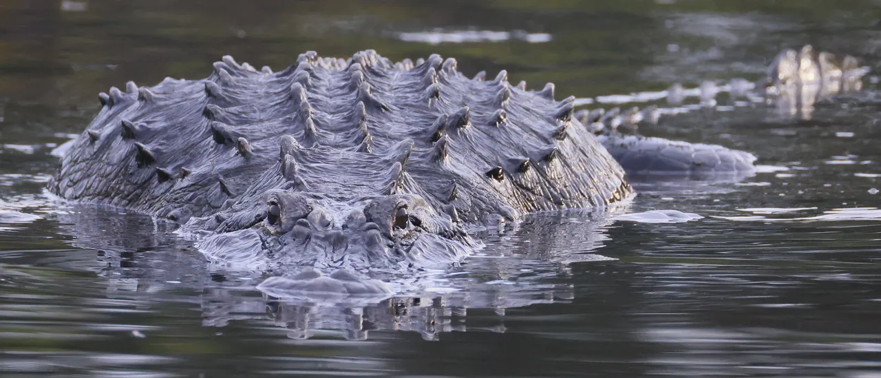 Woman Loses Arm In Florida Alligator Attack As Hero Boater Saves Her Life GettyImages 2258681007 cropped1