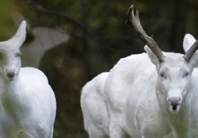 ‘Majestic Unicorn’: Rare Albino Buck With Huge Rack Captured In Viral Video