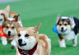 WATCH — 150 Corgis Gather in Lithuania for International Race and Unique Competitions: ‘It’s Just Great Fun’