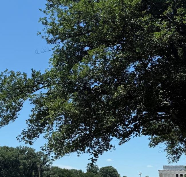 Trump insists vandals hit Reflecting Pool after WWII Memorial incident