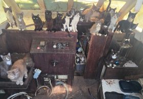 Cops issue urgent plea as West Coast ‘cat boat’ draws crowds and 60 kitties saved