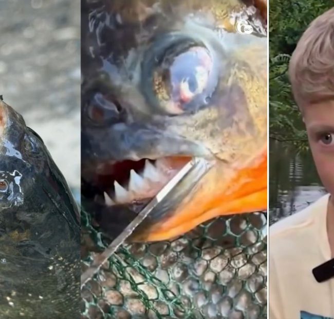 Eight-Year-Old Boy Fishing in Pennsylvania Lake Reels in a Predator That Never Should Have Been There