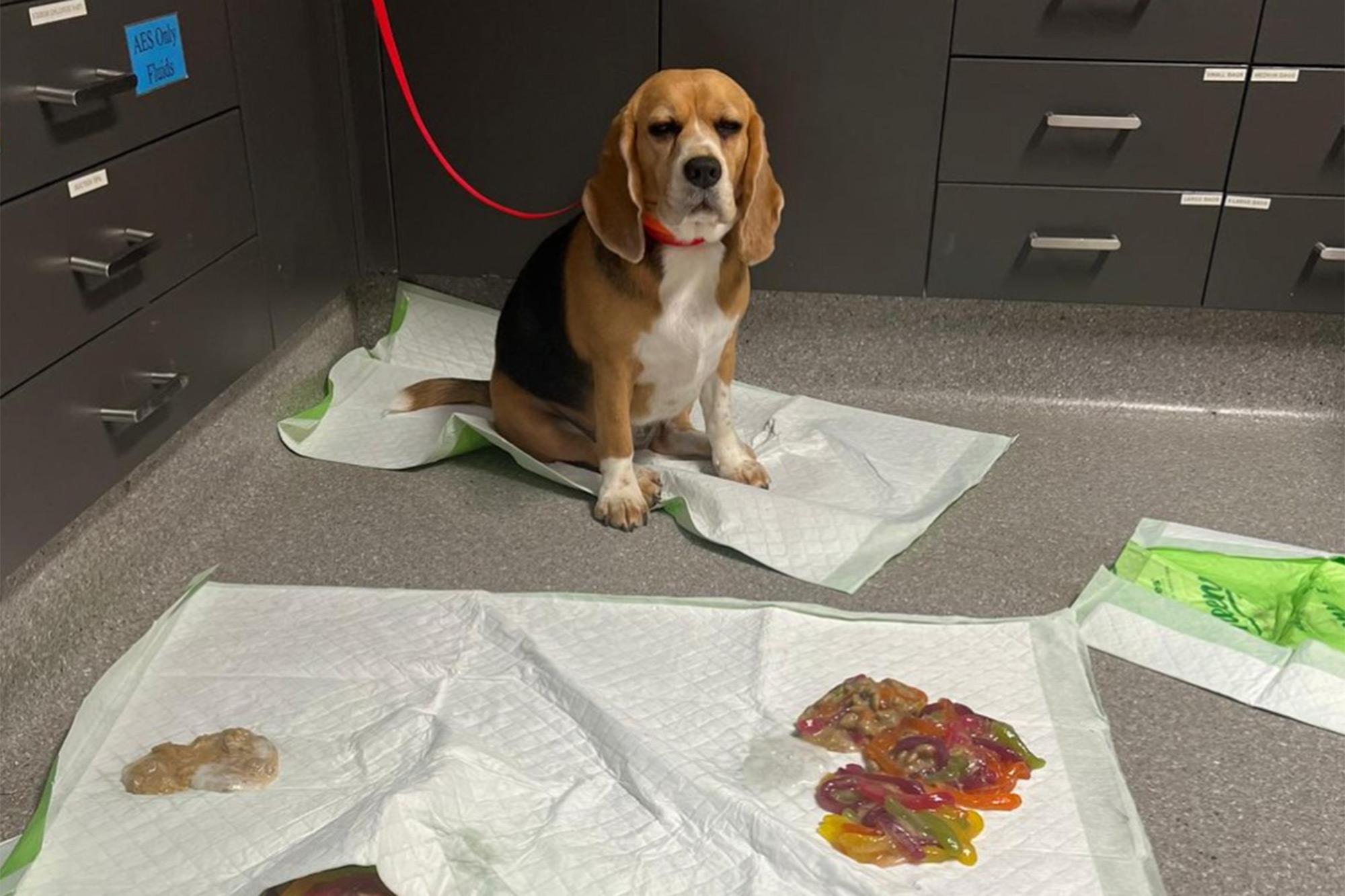 Dog rushed to ER after binging over 2 pounds of gummy worms Screenshot 2026 08 01 at 82052 AM