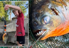 Pennsylvania boy expected to catch a bass — he hooked a razor-toothed nightmare instead