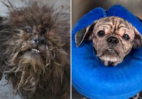 2 abandoned dogs rescued from squalid NYC basement:  ‘We don’t know how they survived this long’