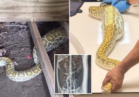 Massive python with swollen belly found under NJ family’s shed — with X-ray revealing its last meal