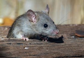 America’s Most Rat-Infested City Now Battles Medieval Disease