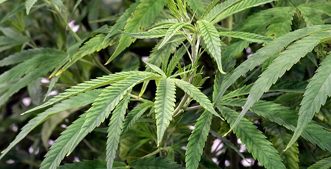 America Goes to Pot: More Americans Smoking Marijuana Than Tobacco ae6724 2