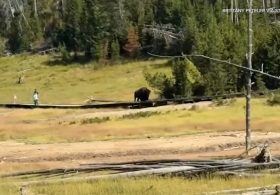 Scary moment bison chases after child at Yellowstone National Park…