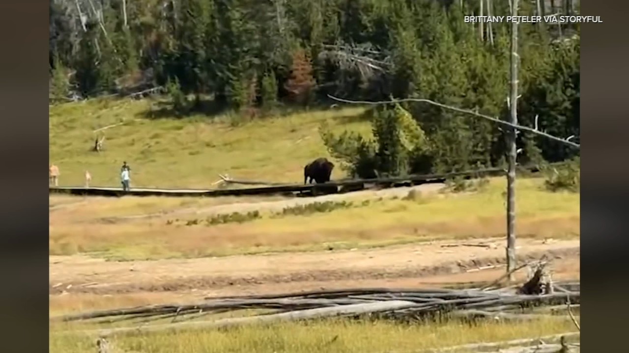 Scary moment bison chases after child at Yellowstone National Park… ault 7
