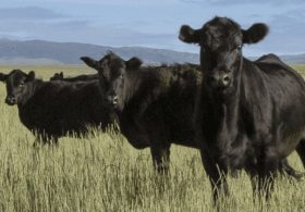 “Will Make It More Difficult” – Republican Senator Voices Opposition To President Trump’s Beef Import Policy