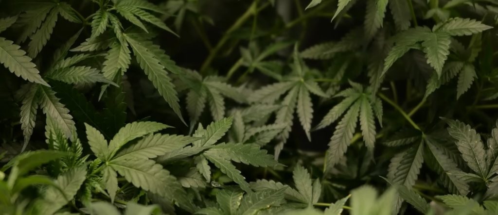 Brouhaha over hemp ban delay could cause major funding bill to go up in smoke cannabissc1 1 1024x443 1