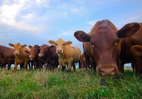 Cattle Farmer Sets The Record Straight: Imported Ground Beef Fills A Gap, Not A Rivalry