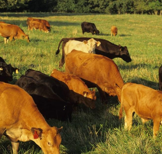 U.S. Cattlemen’s Association blasts Trump’s proposal to increase beef imports to bring down costs