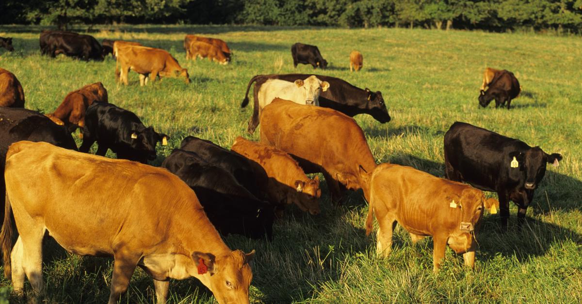 U.S. Cattlemen's Association blasts Trump's proposal to increase beef imports to bring down costs cattlegrazing