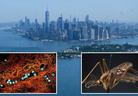 First 2026 case of dangerous West Nile Virus detected in NYC: officials