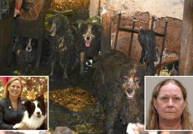 Dozens of poop-covered Border Collies rescued from Florida house of horrors get fresh start at animal shelter: ‘Signs of joy and healing’