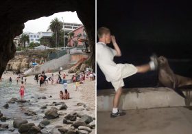Rich La Jolla punk faces justice after kicking helpless sea lion in viral attack
