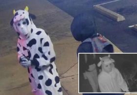 Burglar dressed in cow onesie steals vapes from Tennessee smoke shop