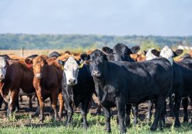 Trump’s “Highest Quality” Mystery Beef: Safety Questions Mount