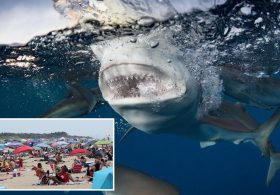 Frantic mayor of Jersey Shore town fears reckless fishermen sparking real-life ‘Jaws’