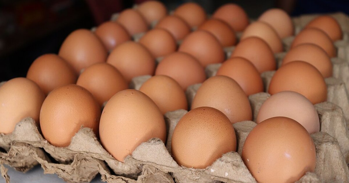 Class I Salmonella Egg Recall: Full List of Recalled Eggs, Brands, States and Codes da issues recall 1 6 million eggs amid salmonella outbreaks