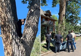 Young bear takes rough tumble from Colorado tree after wildlife officers tranquilize it
