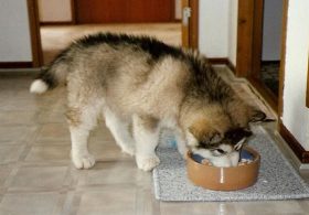 Fromm and Oma’s Pride Dog Food Recall: Full List of Recalled Products, Lot Numbers and What to Do