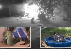 Heroic 4-month-old goose alerts Texas family to overnight barn fire